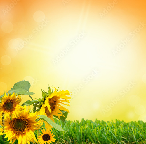 Photo: sonnenblume sonnenblume