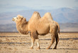 Bactrian camel in the steppes of Mongolia