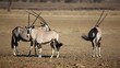 Gemsbok antelopes irritated by biting flies, Kalahari desert