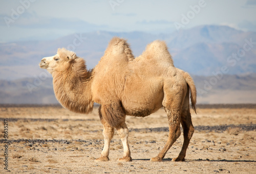 Photo: Bactrian camel in the steppes of Mongolia Bactrian camel in the steppes of Mongolia