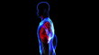 Video: Transition body - digestive system - body. Loop Transition body - digestive system - body. Loop