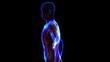 Video: Transition body - urinary system - body. Loop Transition body - urinary system - body. Loop