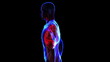 Transition body - respiratory system - body. Loop