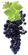 grappe de raisin