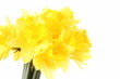 Daffodils on a white background