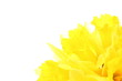 Daffodils background with text space