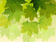 Crown of maple tree with green leaves.