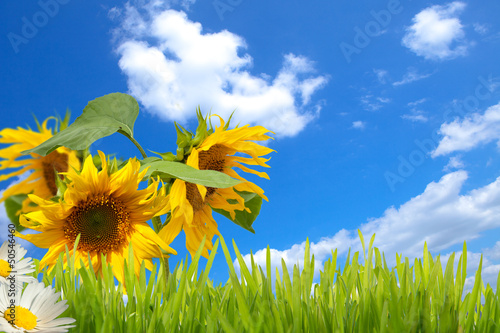 Photo: sonnenblumen,himmel und wiese sonnenblumen,himmel und wiese