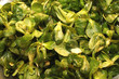 Feldsalat mit Dressing...