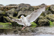 Möwe im Landeanflug