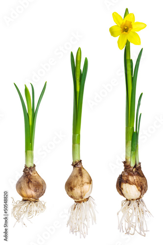 Photo: Different growth stages of a narcissus Different growth stages of a narcissus