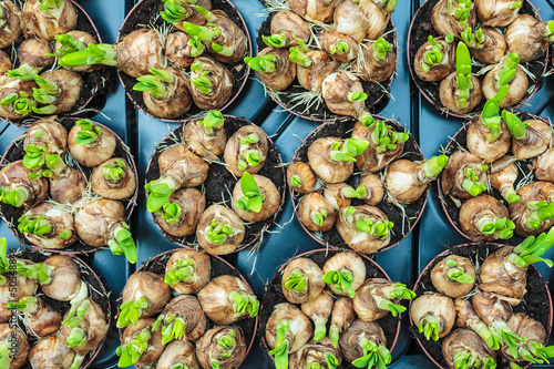 Photo: Spring flower bulbs in a crate on a market Spring flower bulbs in a crate on a market