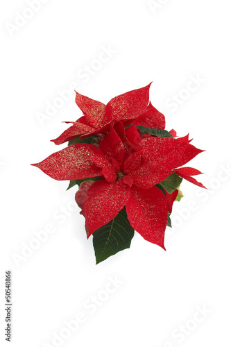 Photo: poinsettia poinsettia