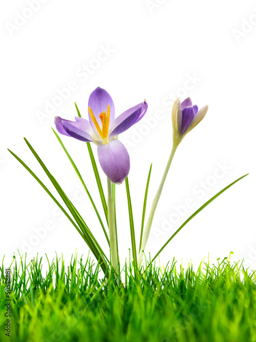 Photo: Purple crocus on fresh green grass isolated on white Purple crocus on fresh green grass isolated on white