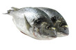Sea Breams dorado fish
