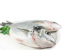 Sea Breams dorado fish
