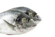 Sea Breams dorado fish