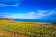 Daffodil fields at rames head cornwall