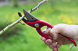 pruning branch with secateurs