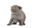 scared kitten