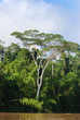 Rainforest, Amazon