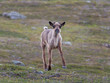 junges Rentier im Fjell in Norwegen