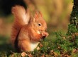 Red Squirrel (Sciurus vulgaris)