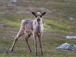 junges Rentier im Fjell in Norwegen