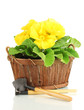 Beautiful yellow primula in basket, isolated on white