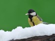 Great tit in the snow.