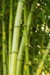 Bamboo