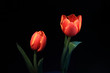 Tulpen
