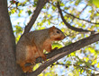 American Squirrel standing on The Tree Branch
