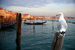Seagull in Venice