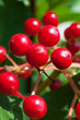 Red viburnum berries