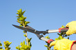 Garden work pruning tree sky background