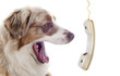 australian shepherd and phone