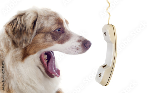 Photo: australian shepherd and phone australian shepherd and phone