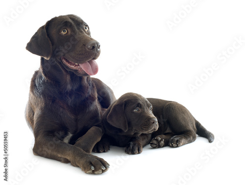 Photo: puppy and adult labrador retriever puppy and adult labrador retriever