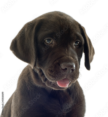 Photo: puppy labrador retriever puppy labrador retriever
