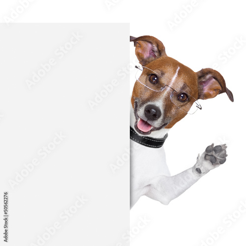 Photo: dog banner dog banner