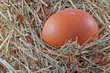braunes Hühnerei im Nest