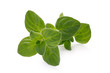 Herb Series - Oregano