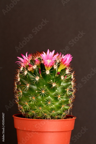 Photo: cactus in flower cactus in flower