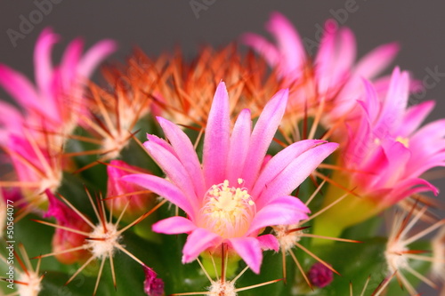 Photo: Cactus flower Cactus flower