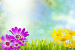 blumenwiese