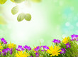wiese