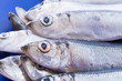 herrings