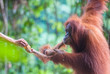 Photo: Mother and baby orangutan feeding, Bukit Lawang, Sumatra, Indone Mother and baby orangutan feeding, Bukit Lawang, Sumatra, Indone
