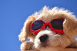 Welpe mit sonnenbrille